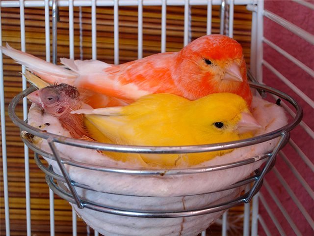 Содержание канареек и уход за ними в Лысково
