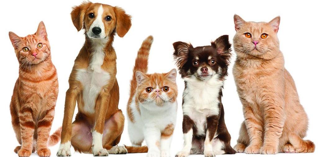Доска объявлений о животных | ЗооТом - продажа, вязка и услуги для животных в Лысково