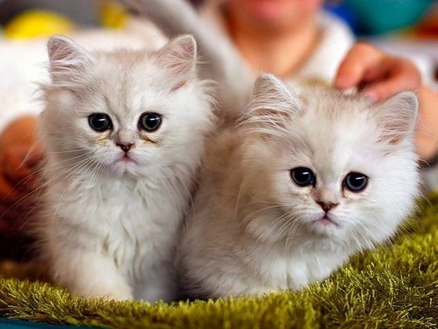 Породы кошек в Лысково | ЗооТом портал о животных