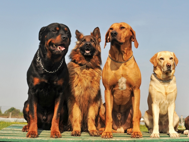 Крупные породы собак в Лысково | ЗооТом портал о животных