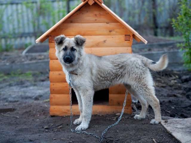 Все о собаках в Лысково